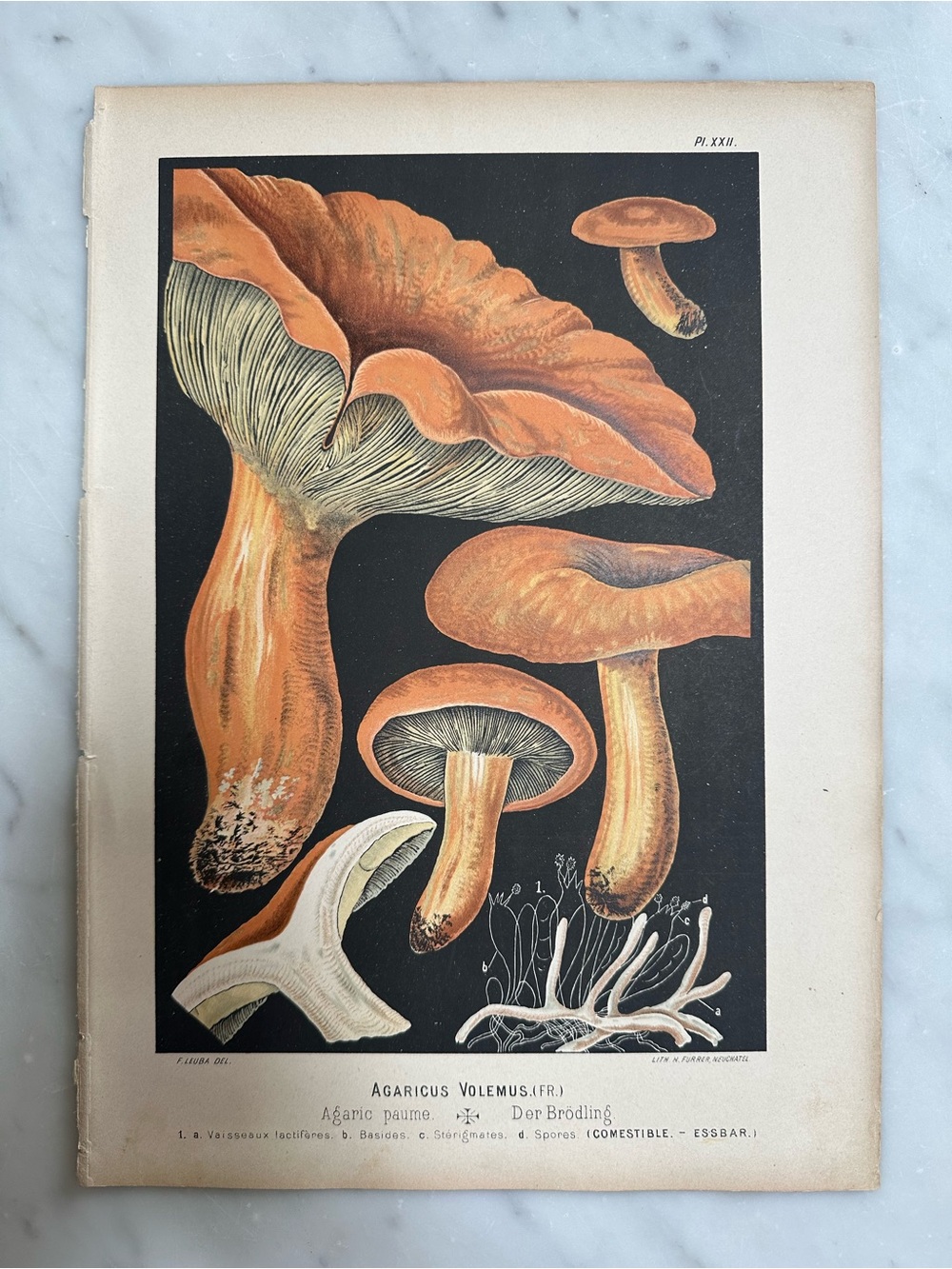 1890 Fritz Leuba Mushroom Chromolithograph Plate
